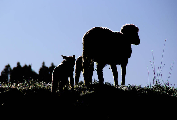 ニュージーランドの草の間でジャンプ羊. - 写真・画像