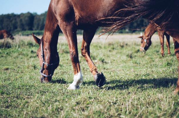 Blick auf ein Pferd, das Gras frisst - Foto, Bild