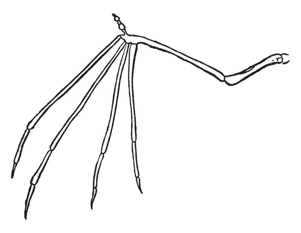 O esqueleto da asa de um morcego, desenho de linha vintage ou gravura ilustração
. - Vetor, Imagem