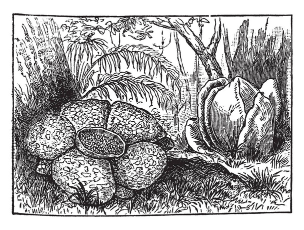 Una foto muestra la flor de Rafflesia. Rafflesia es un género de plantas con flores parásitas. Esta es una flor gigantesca, dibujo de línea vintage o ilustración de grabado
. - Vector, Imagen