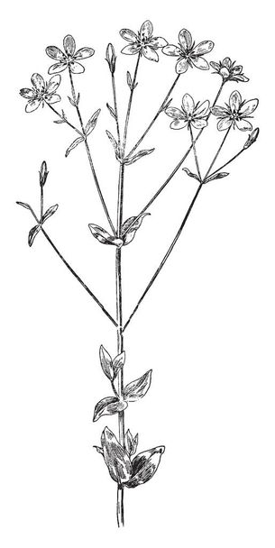 It's a picture of Rose Pink flower which is also known as Sabbatia angularis member of Gentianaceae, vintage line drawing or engraving illustration. - Vektor, kép