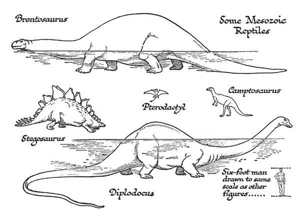 Это изображение представляет собой мезозойскую эру рептилий, рисунок винтажных линий или гравировку.
. - Вектор,изображение