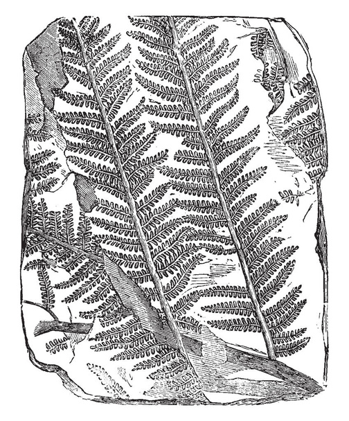 A képet a fosszilis fa Páfrány. Virágzott a földön több millió évvel ezelőtt növények tökéletesen megőrzött, fosszíliák, vintage vonalas rajz vagy metszet illusztráció. - Vektor, kép