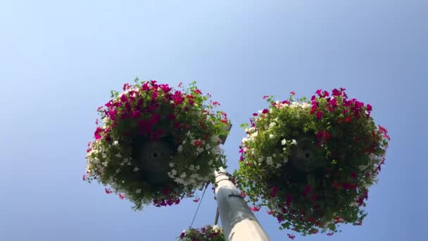 Greening urbano - Fioritura petunia bianca, rosa e rossa fiori in vasi da fiori altalena sul vento appesa al magazzino della città con lanterna come elemento decorativo del magazzino della città, ecologia in città
 - Filmati, video