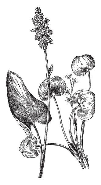 A picture shows the narrow-leaved arrowhead Plant having buds, white flower with Pollain grains, in which Stamens and filament are present, vintage line drawing or engraving illustration. - Vector, Image