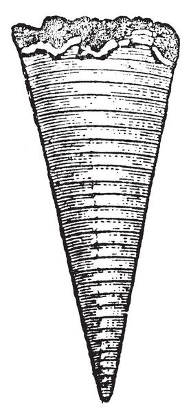 Фоссилии белемнитов - это вымерший вид головоногих, существовавших в мезозозойскую эпоху, рисунок винтажных линий или гравировка.
. - Вектор,изображение