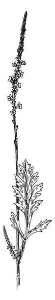 Bu resim Sagittaria arifolia bitki gösteriyor. Öyle bir suda yaşayan bitki ve arrowpoints benzeyen yaprakları olan. Ok uçları çok yıllık otlar etli tomurcukları ve yaprakları, vintage çizgi çizme veya oyma illüstrasyon ile vardır. - Vektör, Görsel