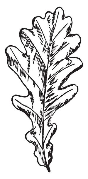 A képet Rose germánium, általában úgy ismert Pelargonium capitatum mutatja. Ez a rózsa muskátli levél, vintage vonalas rajz vagy metszet illusztráció. - Vektor, kép