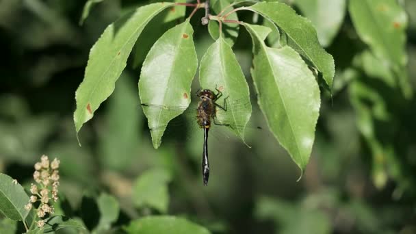 Dragonfly opstijgt uit een blad. - Video