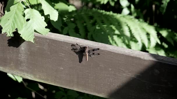 Libelle vliegt weg na wordt opgeschrikt door een schaduw. - Video