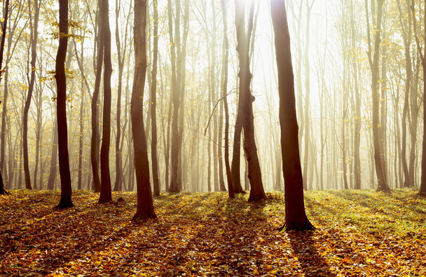 Foggy, sunny morning in autumn forest. Fairytale forest sunlight and shadows  - Photo, Image