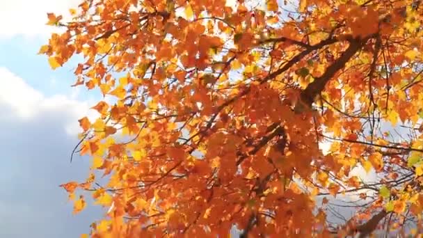 autumn golden leaves waving in the wind, seasonal specifics - Footage, Video