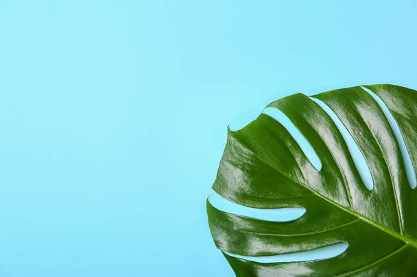 Fresh tropical monstera leaf on color background, top view - Фото, зображення