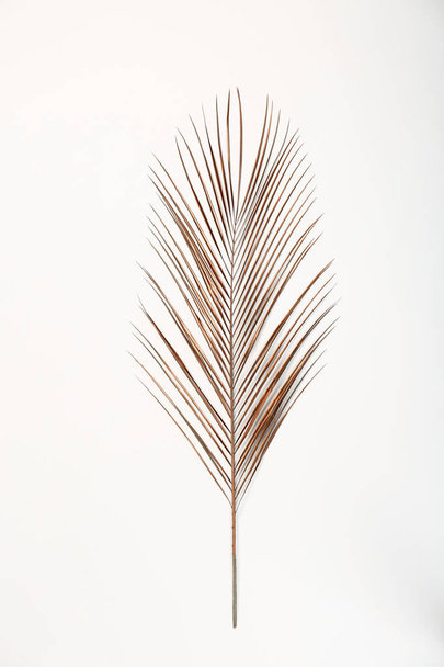 Painted tropical Date palm leaf on white background, top view - Fotografie, Obrázek