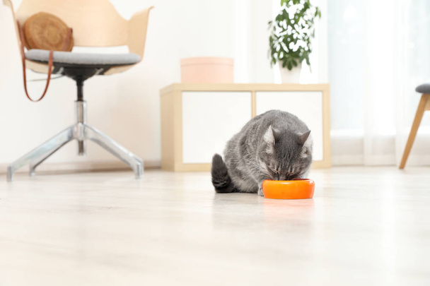 Adorable gato cerca de tazón de comida en el interior. Cuidado de mascotas
 - Foto, Imagen