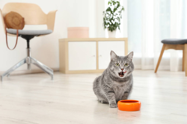 Adorable cat near bowl of food indoors. Pet care - Foto, afbeelding