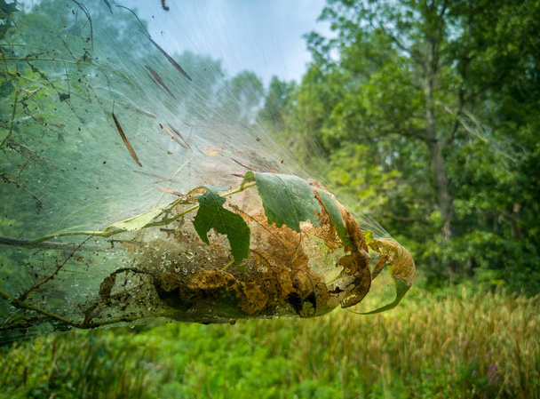 An isolated webworm or eatern tent caterpillar web in the forest in late summer - Photo, Image