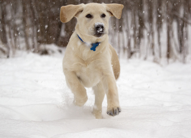 Rudy de gele lab pup springen in de dalende sneeuw - Foto, afbeelding