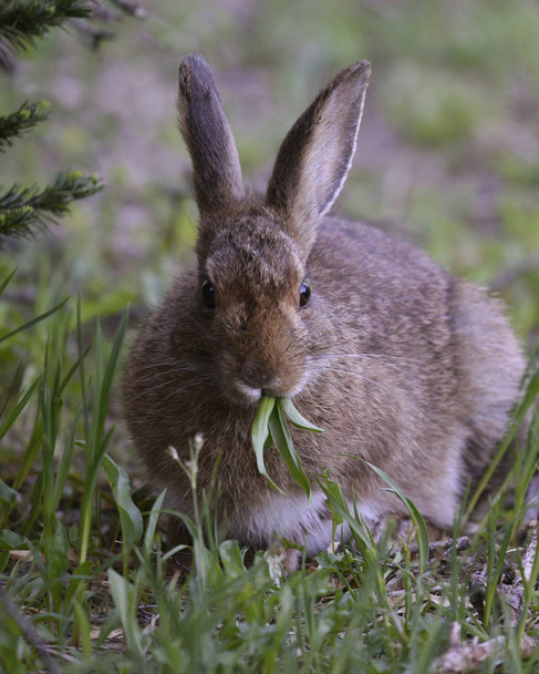 Snowshoe Hare in the Olympic Wilderness, Olympic National Park, Washington - Photo, Image