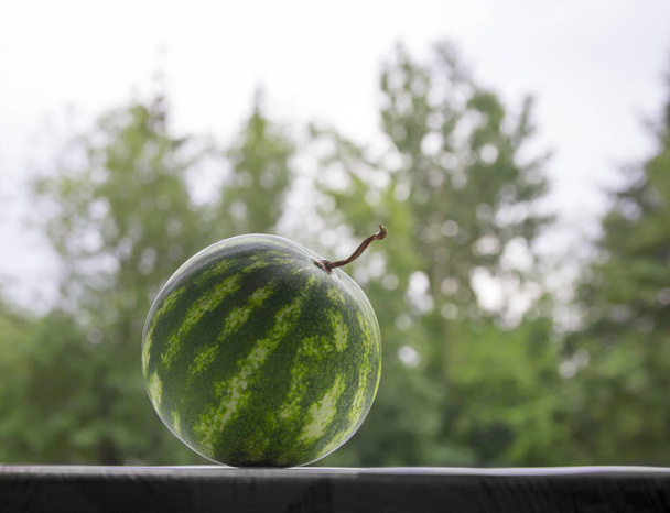 against a background of green bokeh trees on a dark table is a round watermelon with a tail - 写真・画像