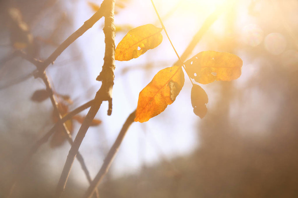 autumn leaves on tree in sunny morning light - Foto, Bild