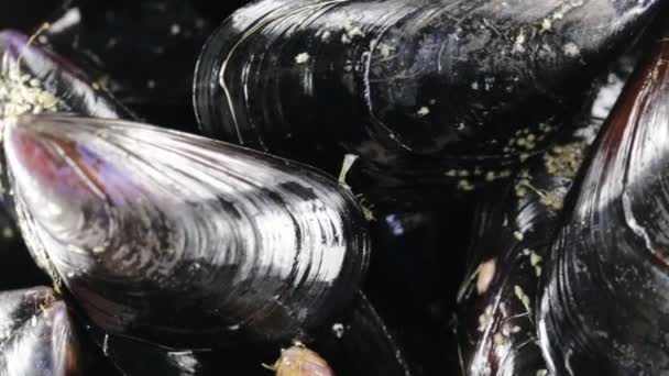 Mussels bio for restaurant - Footage, Video