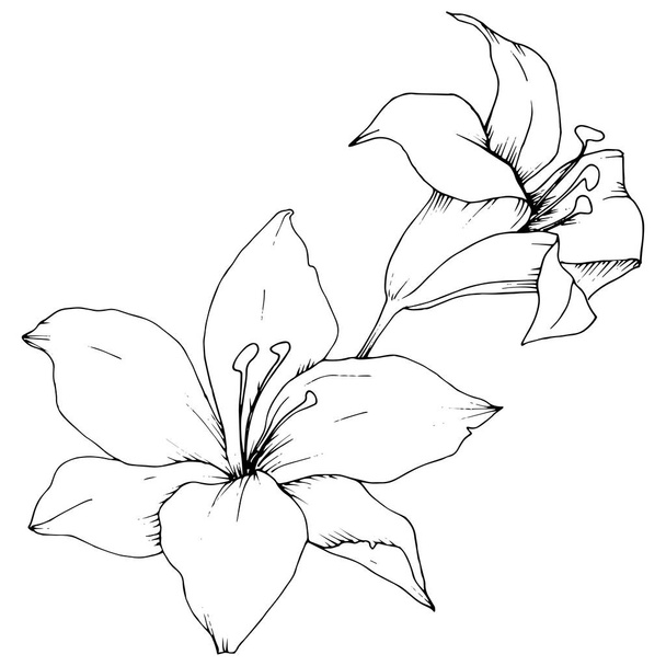 Wildflower lilies in a vector style isolated. - Vettoriali, immagini