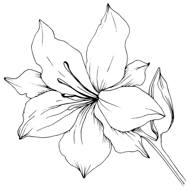 Wildflower lilies in a vector style isolated. - Vektor, Bild