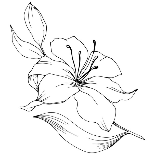 Wildflower lilies in a vector style isolated. - Vector, Image