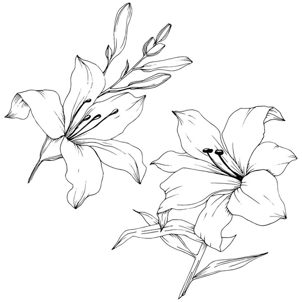 Wildblumenlilien im Vektorstil isoliert. voller Name der Pflanze: Lilien. Vektorblume für Hintergrund, Textur, Wrappermuster, Rahmen oder Rahmen. - Vektor, Bild