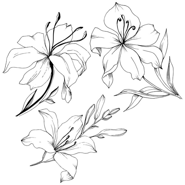 Wildflower lilies in a vector style isolated. - Vettoriali, immagini