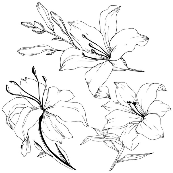 Lys de fleurs sauvages dans un style vectoriel isolé
. - Vecteur, image