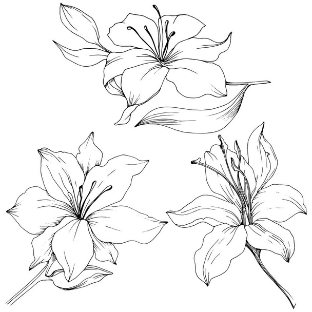 Wildflower lilies in a vector style isolated. - Vektör, Görsel