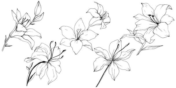 Wildflower lelies in een vector stijl geïsoleerd. - Vector, afbeelding