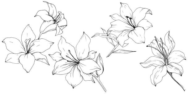 Wildflower lilies in a vector style isolated. - Vector, Image