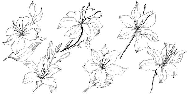 Wildflower lelies in een vector stijl geïsoleerd. - Vector, afbeelding