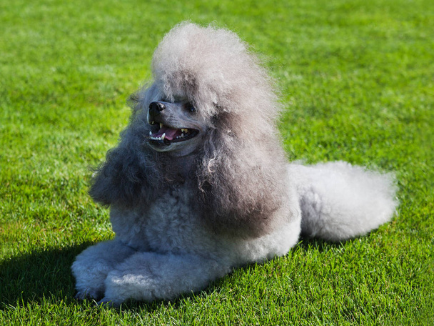 Standard Poodle σκυλί στο γρασίδι. - Φωτογραφία, εικόνα
