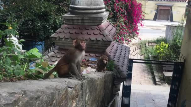 Apen in de stad Kathmandu - Video
