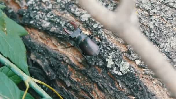 Escarabajo grande Lucanus cervus se arrastra a lo largo de la corteza del árbol
. - Imágenes, Vídeo