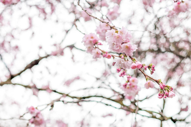 Brunches de cerejeira cheios de flores rosa com bokeh sonhador misturando com o fundo branco
 - Foto, Imagem