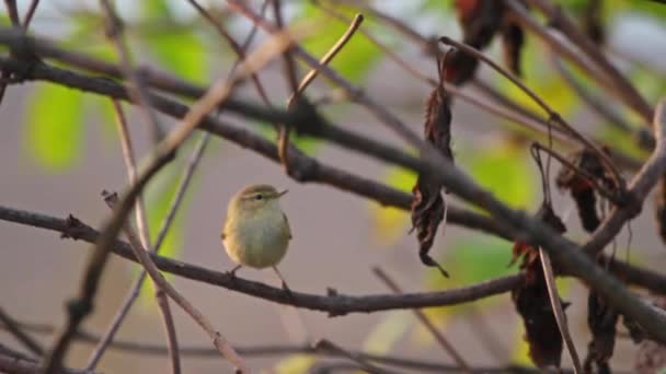 kis madár a vastag ágak között - Felvétel, videó