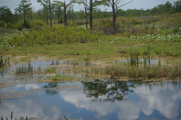 Φλόριντα βάλτο τοπίο στην Πράσινη cay υγροτόπων - Φωτογραφία, εικόνα