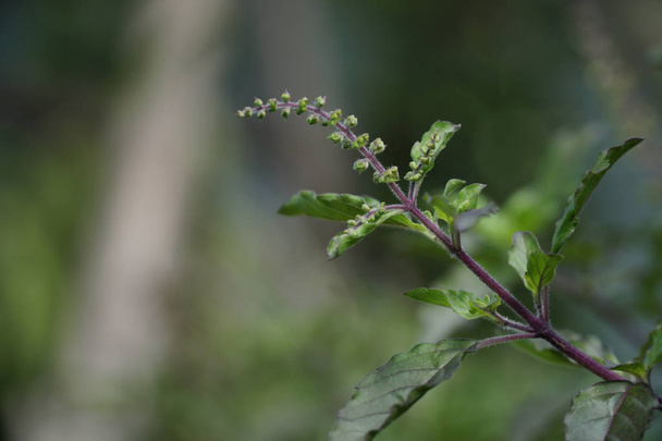Ο Βασιλικός (Ocimum tenuiflorum) .green φυλλώδη φυτό. Ο βασιλικός αποτελεί μέρος των τροφίμων συστατικά είναι δημοφιλής στην Thailand.Thai Βασίλειος. - Φωτογραφία, εικόνα