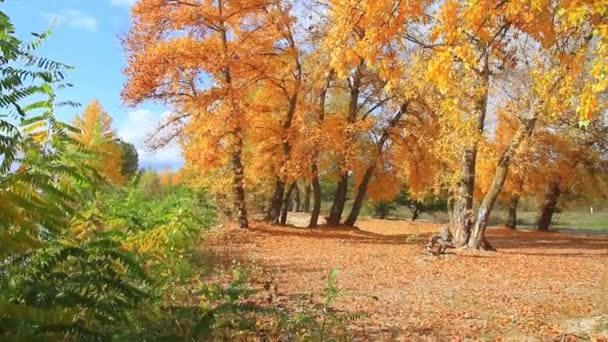 wysokie drzewa w kolorach jesieni - Materiał filmowy, wideo