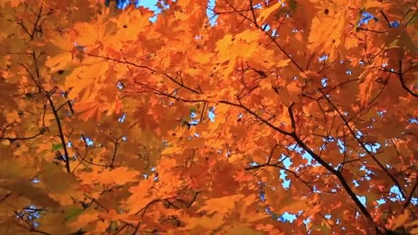 hojas gruesas amarillo otoño
 - Metraje, vídeo