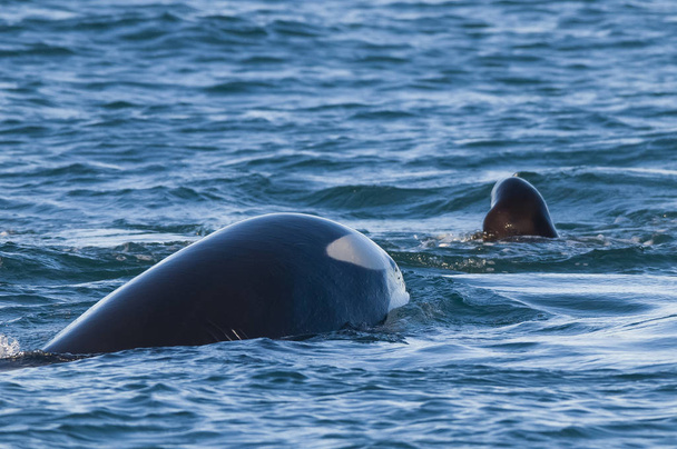 Southern Right whale, Eubalaena Australis - Photo, Image