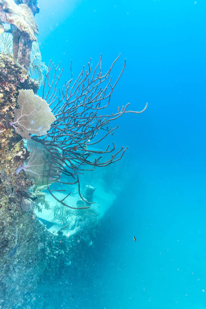 Récif corallien en mer des Carbes
 - Photo, image