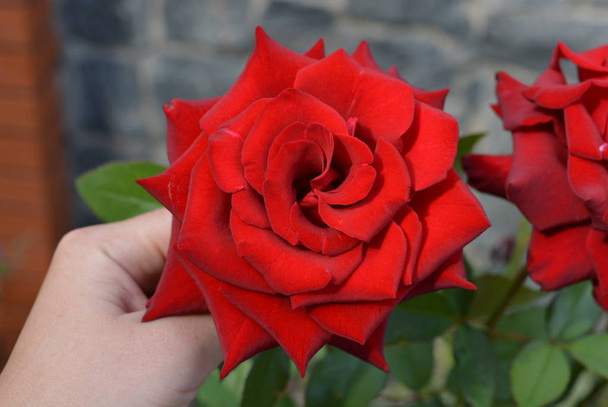 Heldere verzadigde bloed rode roos met scherpe bladen en een ongelooflijke kleur bloeide bloem bud met een vrouwelijke hand - Foto, afbeelding