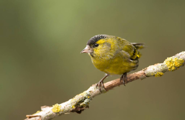 Close up view of Siskin sitting on tree branch - Photo, Image