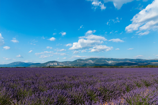 flores de lavanda florescendo bonitas e montanhas distantes em provence, frança
  - Foto, Imagem